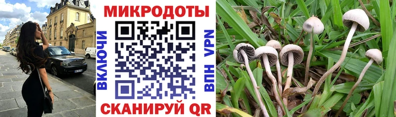наркота  Белокуриха  Псилоцибиновые грибы Psilocybine cubensis 